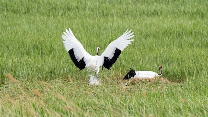 野化繁殖的丹頂鶴正在孵化幼鶴。(戈馳川供圖)