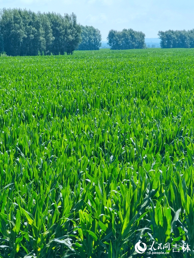 梨樹縣全國百萬畝綠色食品原料（玉米）標準化生產基地核心示范區。人民網 李洋攝