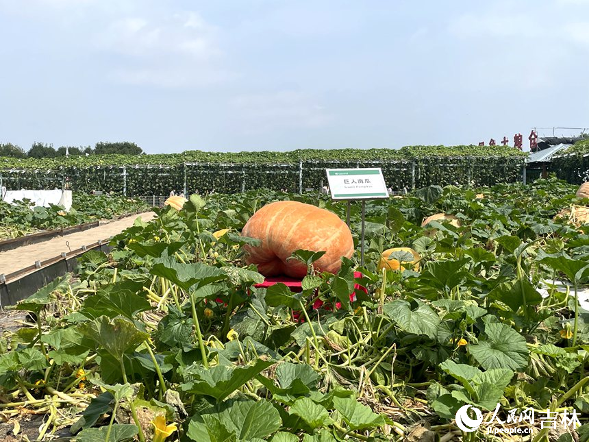 農博園展出的“超大”南瓜。人民網 李思玥攝