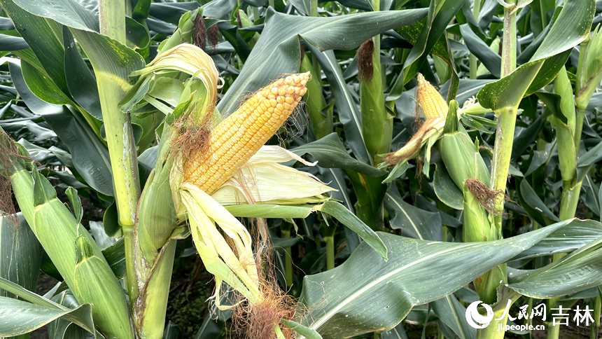 長(zhǎng)勢(shì)喜人的玉米。人民網(wǎng) 李思玥攝
