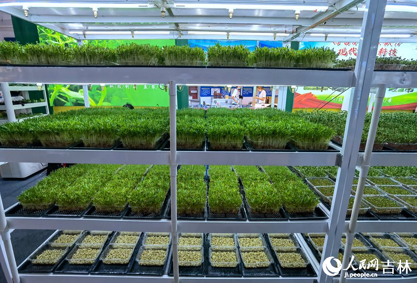 無土栽培展示。人民網(wǎng) 李洋攝