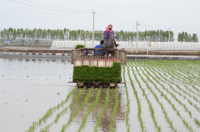 榆樹市機械化插秧“唱主角” 農民省時又省力。