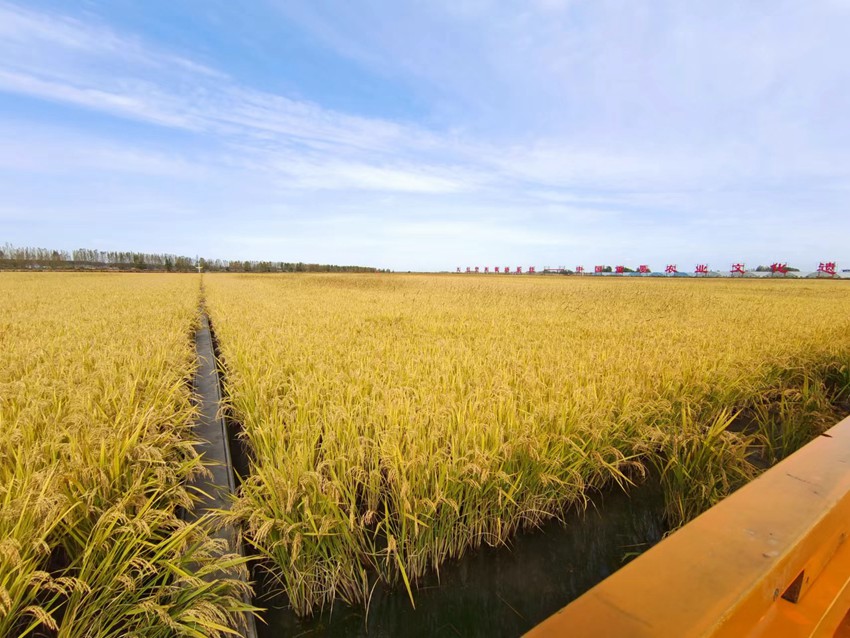 九臺區紅光村水稻豐收。