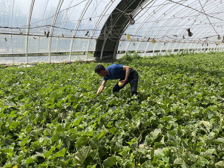 瓜果蔬菜大棚收成好。