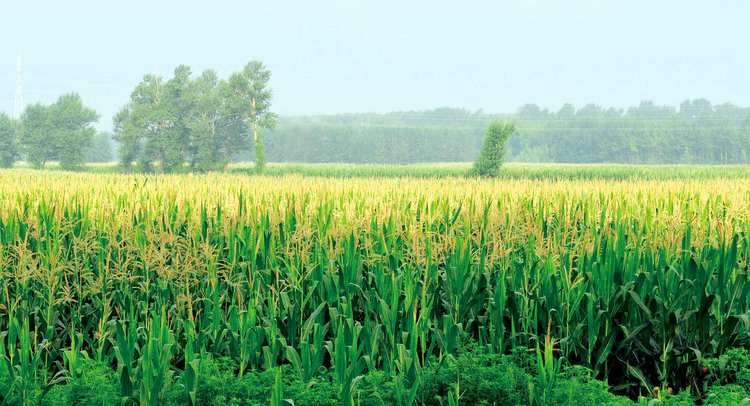沃野千里，長春的黑土保護哲學
