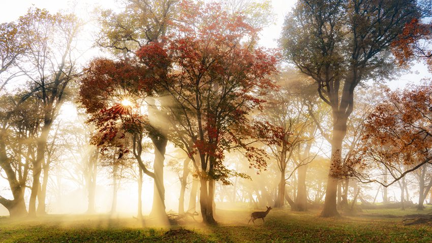 《龍灣秋韻》。張吉順 攝