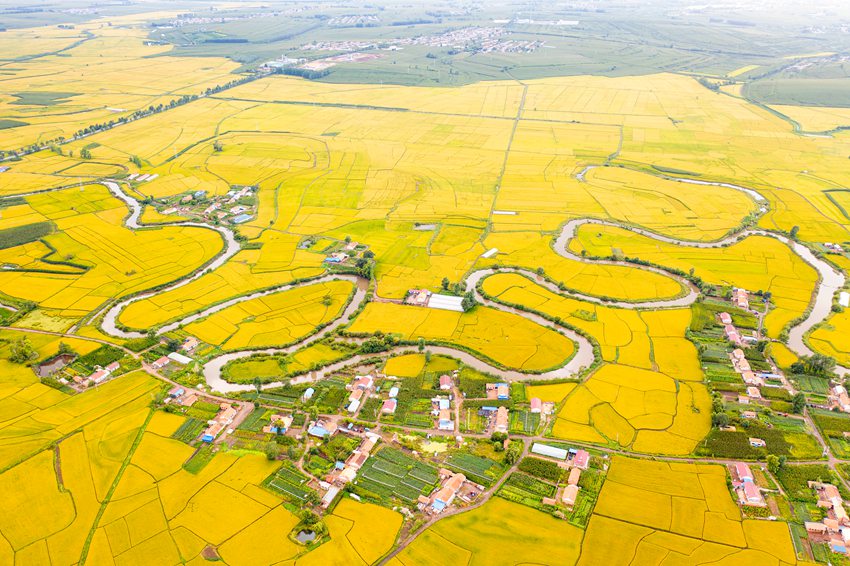 《九曲卡岔河 十里稻花香》。白振波 攝