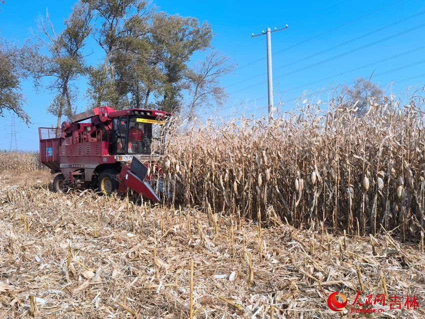 玉米收割機將秸稈粉碎還田。人民網 馬俊華攝