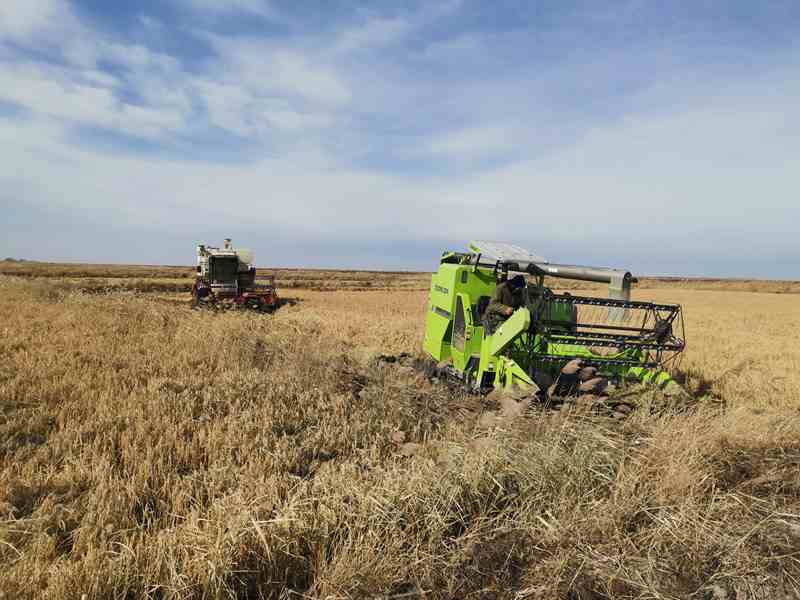 白城鎮賚縣喜獲豐收。人民網李洋攝