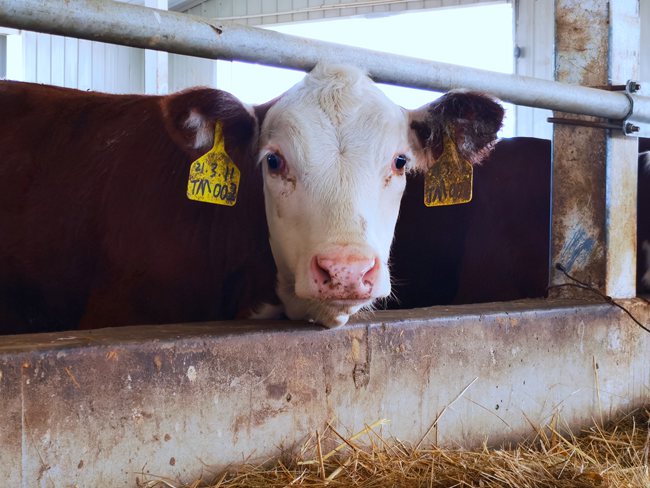 和合牧業發展有限公司養殖的肉牛。人民網王海躍 攝