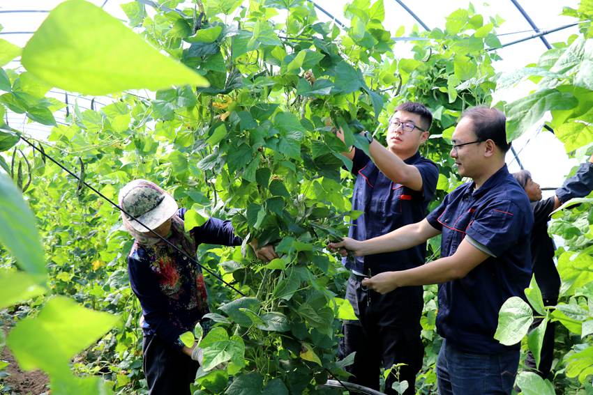 幫助貧困戶采收豆角