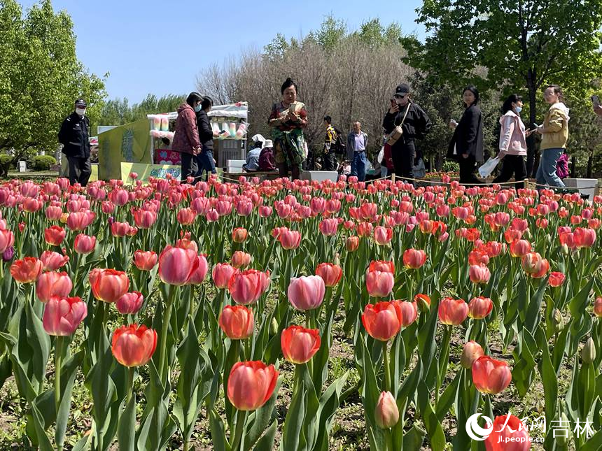 長(zhǎng)春40萬(wàn)余株郁金香綻放。人民網(wǎng) 李思玥攝