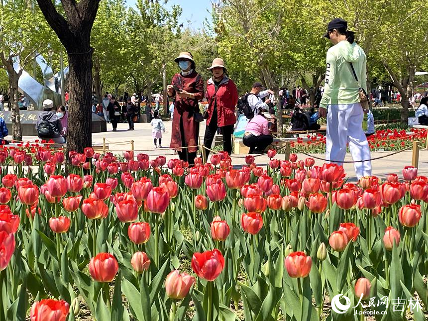 長春40萬余株郁金香綻放。人民網(wǎng) 李思玥攝