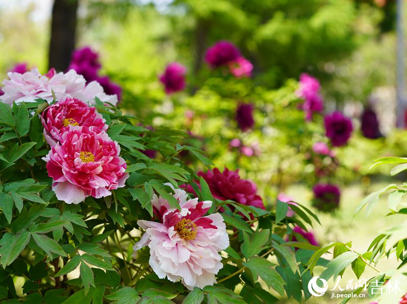 5月18日，長春市牡丹園11000余株牡丹花競相綻放。人民網記者 李洋攝