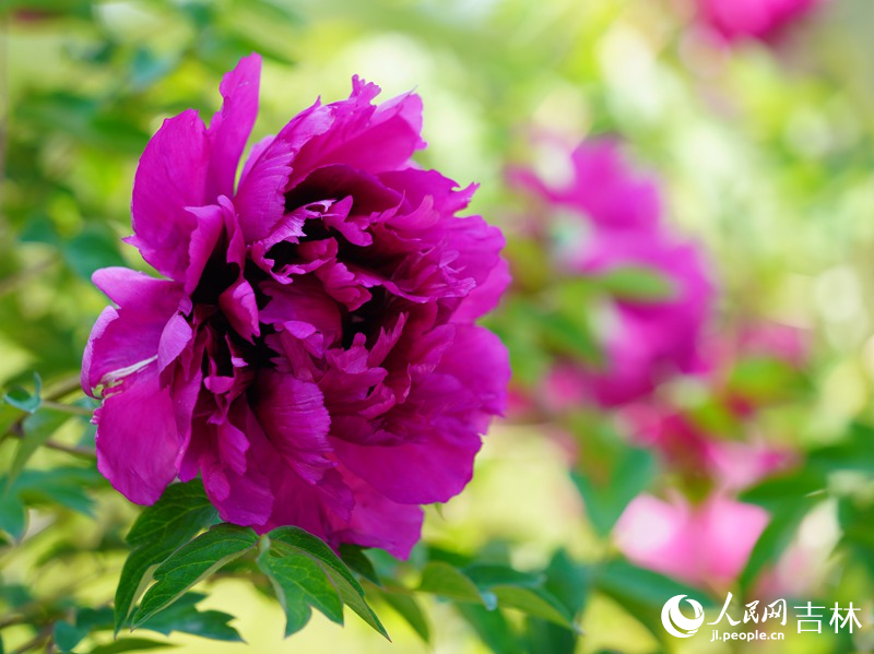 5月18日，長春市牡丹園11000余株牡丹花競相綻放。人民網記者 李洋攝