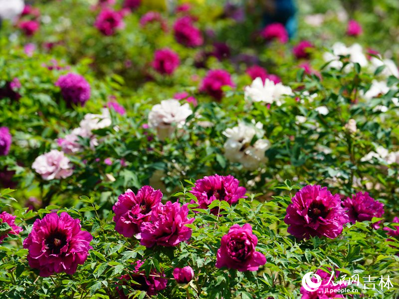 5月18日，長春市牡丹園11000余株牡丹花競相綻放。人民網記者 李洋攝
