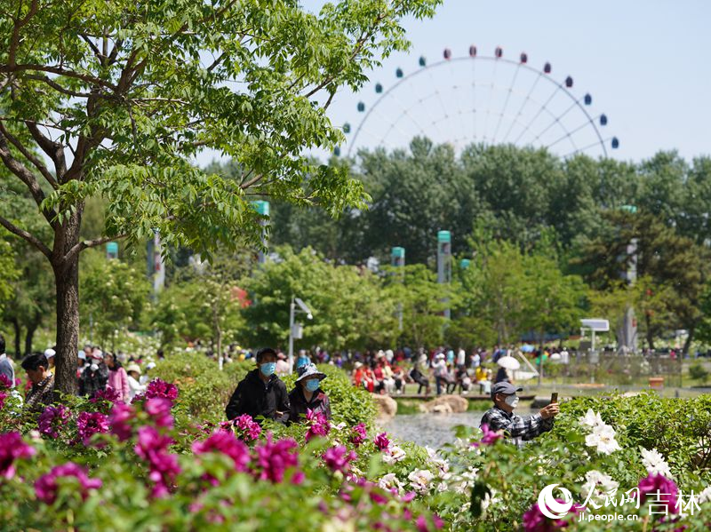 5月18日，長春市牡丹園11000余株牡丹花競相綻放。人民網記者 李洋攝