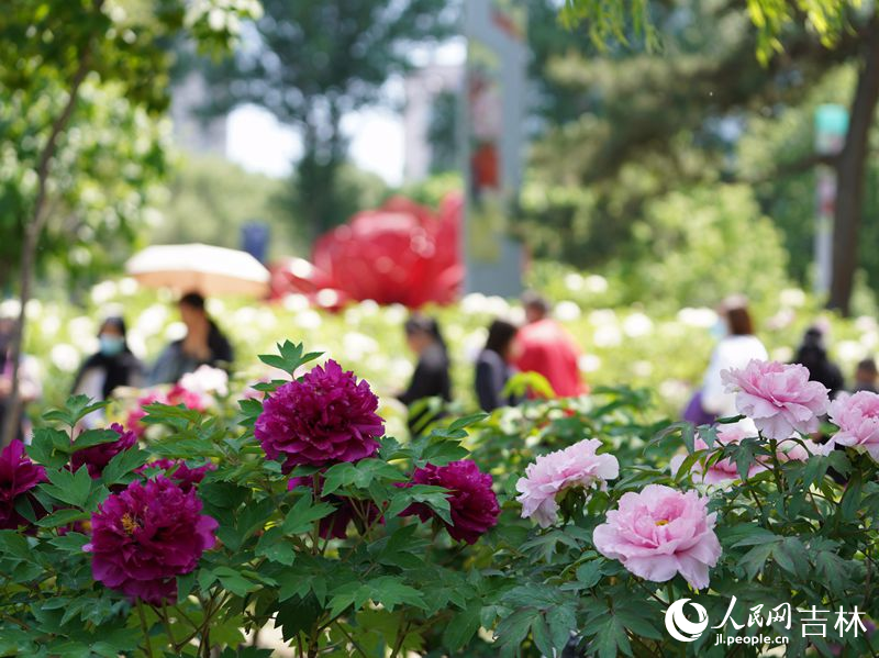 5月18日，長春市牡丹園11000余株牡丹花競相綻放。人民網記者 李洋攝