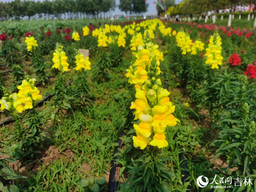 吉林松原：“桃醉”夏日里，打卡“蟠桃節(jié)”【5】