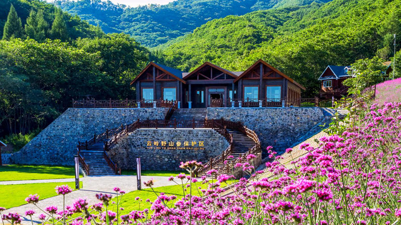 云嶺野山參保護(hù)區(qū)景色迷人。（受訪者供圖）