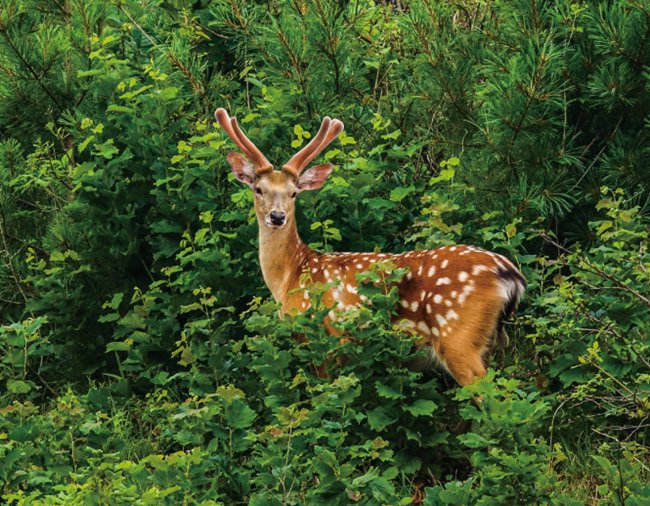 東豐梅花鹿。（東豐縣委宣傳部供圖 黃杰 攝）