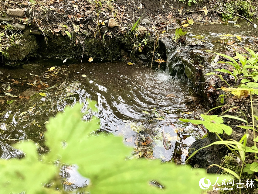 長白山峽谷浮石林景區(qū)集奇峰、瀑布、怪石、暗河、涌泉、綠樹、奇花、異草于一體，原始美、生態(tài)美、自然美融為一體。人民網記者 李思玥攝