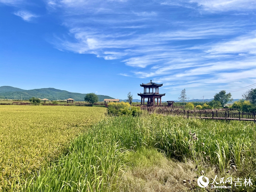 初秋時節(jié)，紅旗村的麥田剛染上金色，與藍天白云共同繪成一幅秀美的畫卷。在這里，游客可以盡情領略濃郁的朝鮮族鄉(xiāng)土風情。人民網記者 李思玥攝