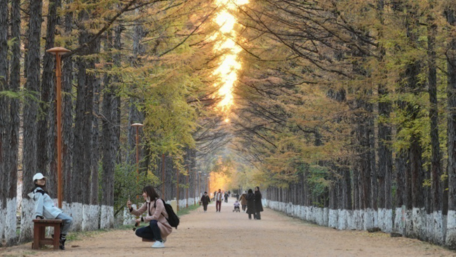 游客在百木園拍照打卡。（石天蛟/攝）
