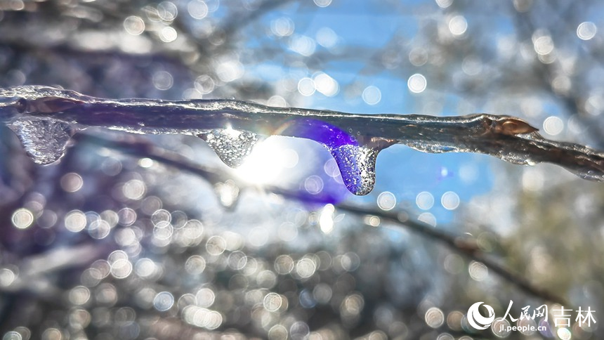 雪后長春，美景如畫。人民網(wǎng)記者 李成偉攝