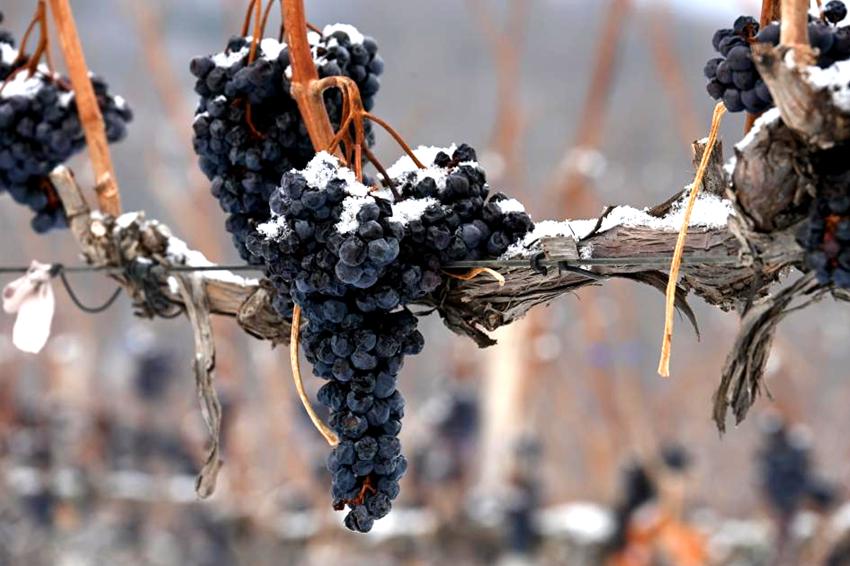 北冰紅葡萄。通化宣傳部供圖