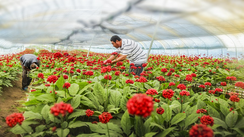 萬良鎮(zhèn)人參種植基地參果正紅。(撫松縣委宣傳部供圖)