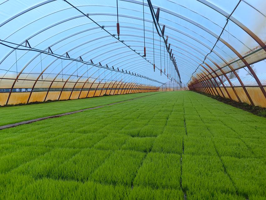 育苗備春耕。