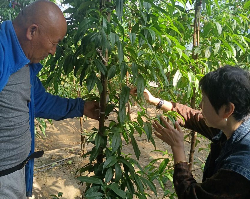 吉林龍?zhí)都铱萍夹≡旱奶覙湟呀涢_始結果。（吉桃科技小院供圖）