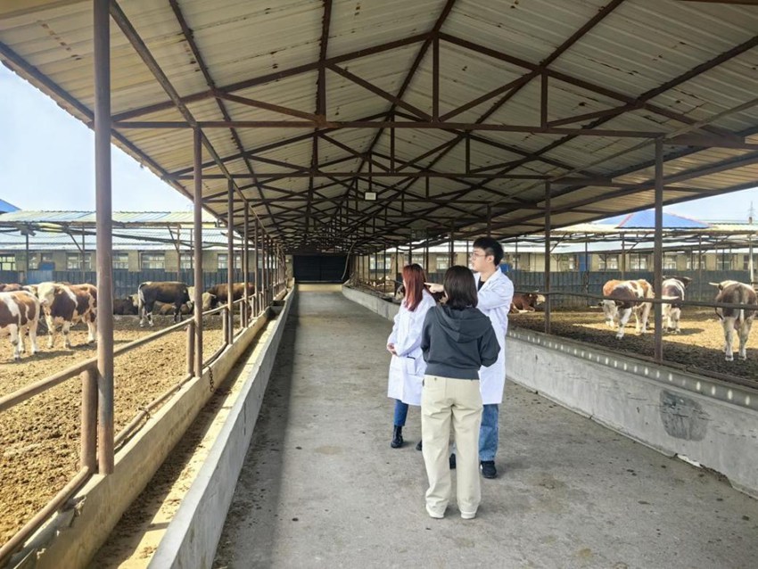吉林九臺肉牛科技小院。（吉林九臺肉牛科技小院供圖）