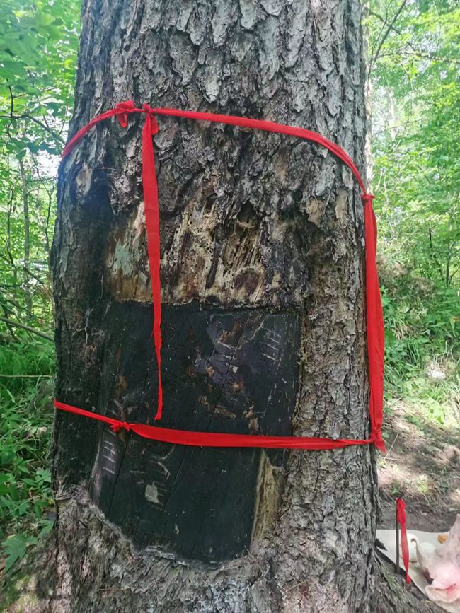 古老的長白山人參“兆頭”。曹保明供圖