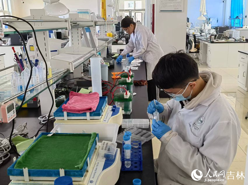 吉林農業大學菌物學院學生做實驗。人民網記者 馬俊華攝