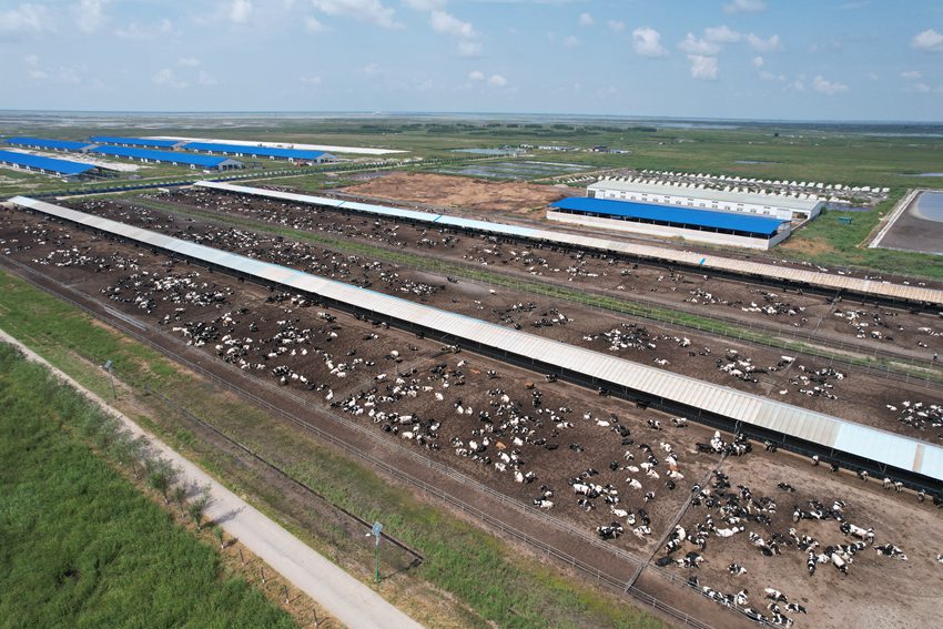 牧業為鎮賚發展蓄勢賦能。潘晟昱攝