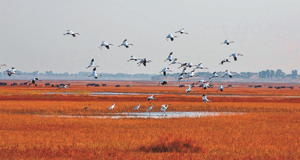 廣袤的堿蓬濕地是秋季白鶴停歇的好去處。潘晟昱攝