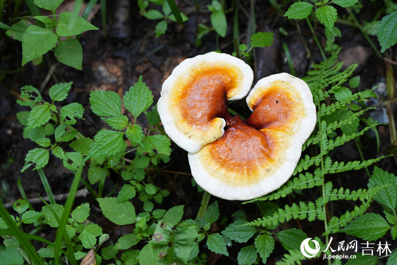 在吉林延邊國家級(jí)林下靈芝種植標(biāo)準(zhǔn)化示范區(qū),一棵棵林下靈芝肥厚有型、長勢喜人。人民網(wǎng)記者 李洋攝