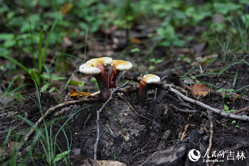 2023年,延邊地區(qū)靈芝發(fā)展693萬椴,產(chǎn)量943噸。這一被當(dāng)?shù)卮迕穹Q為“仙草”的道地藥材,正走出深山,為當(dāng)?shù)卮迕駬纹鹨话选爸赂粋恪薄H嗣窬W(wǎng)記者 李洋攝