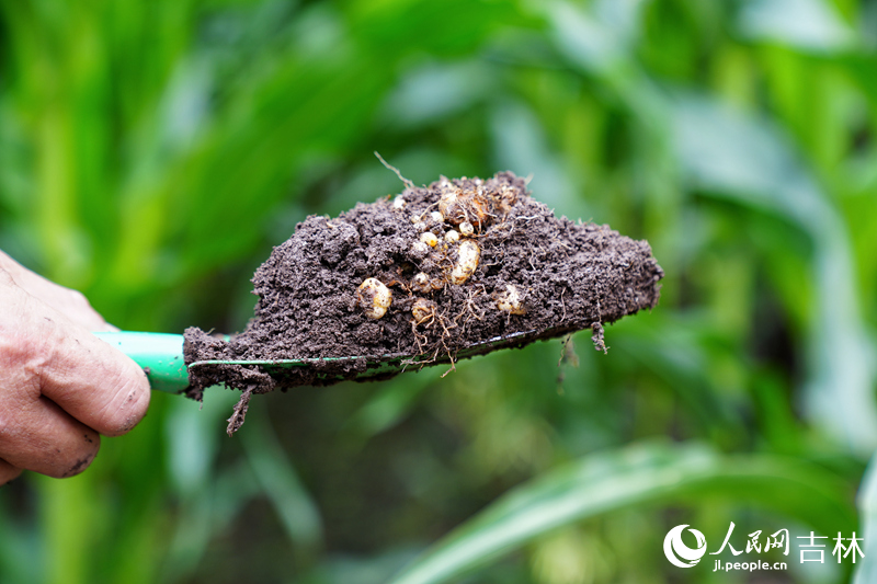 敦化市是東北中藥材平貝母“無公害生產(chǎn)基地”,2023年,全市種植面積達(dá)到了600公頃,有5000余戶農(nóng)民通過種植貝母走上了致富路。近年來,敦化市積極推進(jìn)與吉林農(nóng)業(yè)大學(xué)的合作,提高標(biāo)準(zhǔn)化種植,推廣無公害有機(jī)綠色產(chǎn)品。圖為敦化市牡丹平貝母藥材種植專業(yè)合作社種植的平貝母。人民網(wǎng)記者 李洋攝