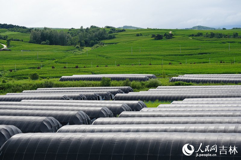 在吉林和龍市八家子桑黃小鎮(zhèn),一座座桑黃大棚整齊排列,蔚然壯觀。人民網(wǎng)記者 李洋攝