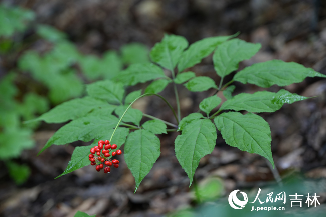 長白山林下人參。人民網記者 李洋攝