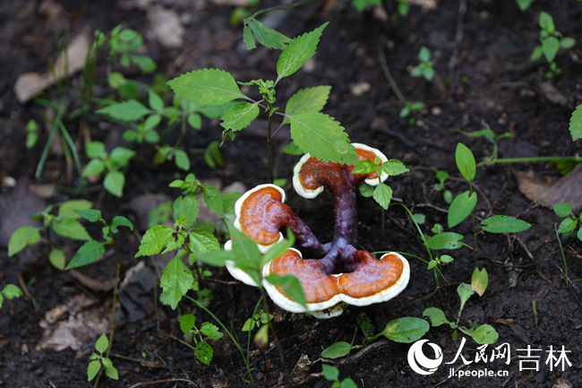 林下靈芝。人民網記者 李洋攝