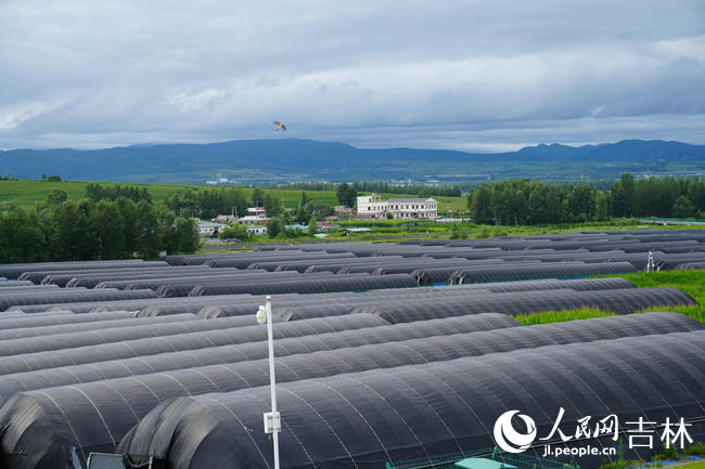 遠眺八家子鎮，一棟棟桑黃大棚整齊排列。人民網記者 李洋攝