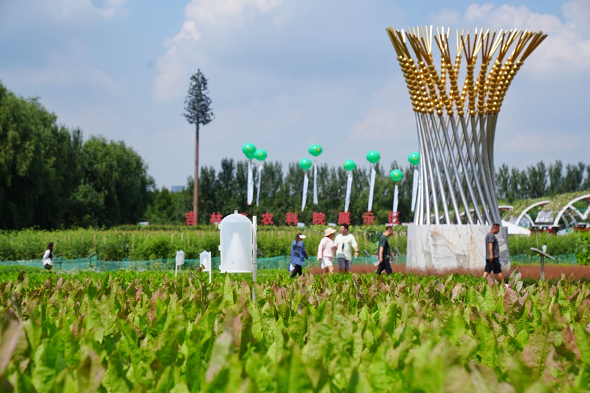 長春農博會大田作物展示區。人民網記者 李洋攝