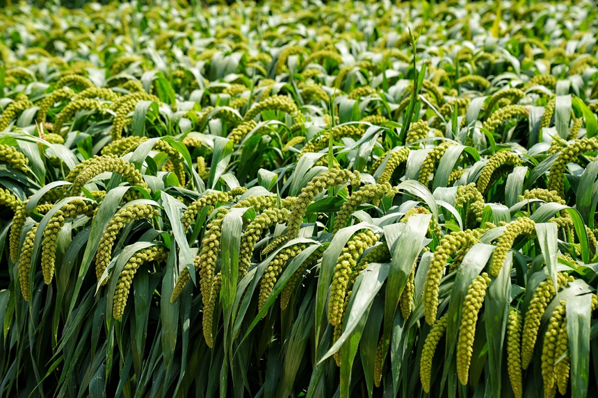 在吉林省農科院成果展示區，糧食作物長勢良好。人民網記者 李洋攝