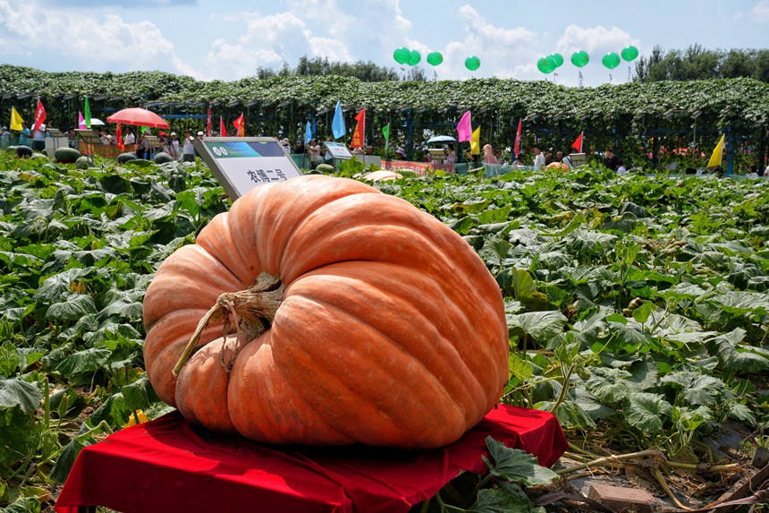 長春農博會展示的巨型南瓜。人民網記者 李洋攝