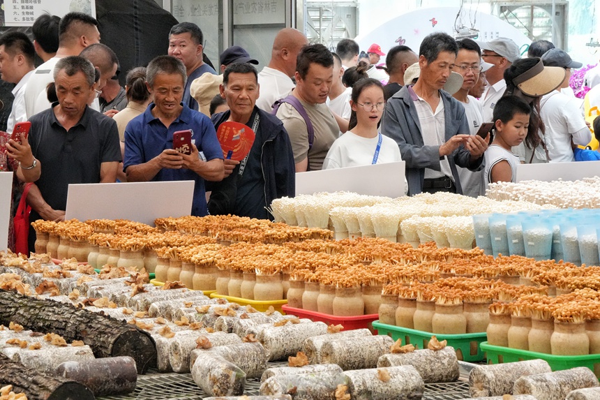 游客在長春農博會現代菌物示范區觀展。人民網記者 李洋攝