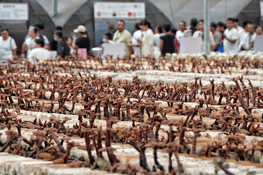 圖為長春農博會現代菌物示范區。人民網記者 李洋攝